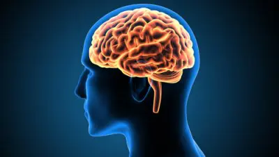 image of brain